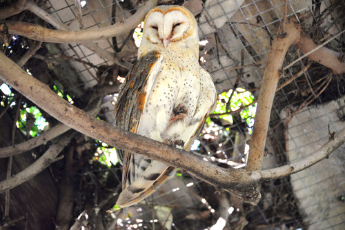 World of Birds Wildlife Sanctuary.